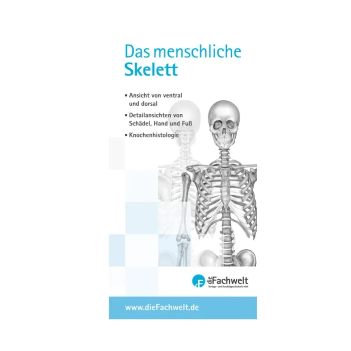 Anatomie Falzbroschüre, Das menschliche Skelett – Der kompakte Überblick über die menschliche Skelettanatomie